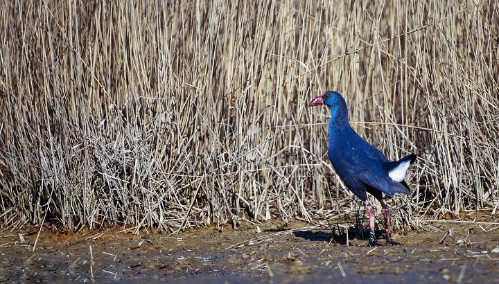 Des oiseaux entre les roseaux